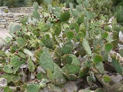 130 Ile de Batz Jardin Georges Delaselle_000017